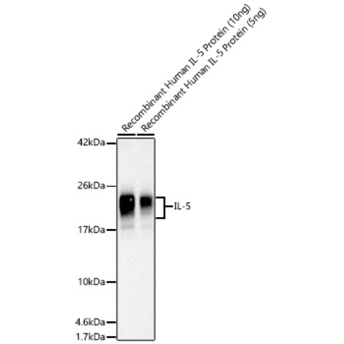 Human IL-5 Rabbit Polyclonal Antibody