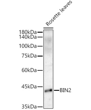 BIN2 Rabbit Polyclonal Antibody