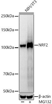 NRF2 Rabbit Monoclonal Antibody