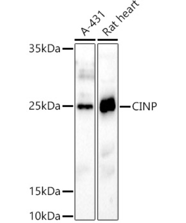 CINP Rabbit Polyclonal Antibody