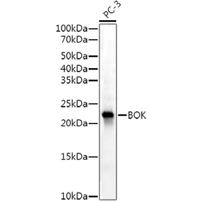 BOK Rabbit Monoclonal Antibody