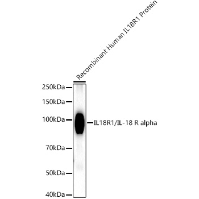 IL18R1/IL-18 R alpha Rabbit Monoclonal Antibody