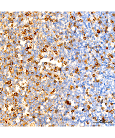 human IgG (Fc) Mouse Monoclonal Antibody