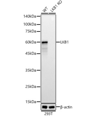 LKB1 Rabbit Polyclonal Antibody