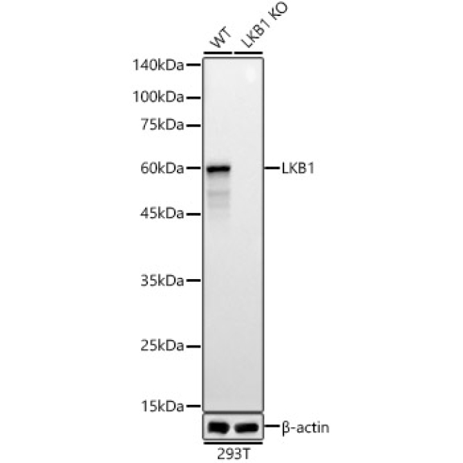 LKB1 Rabbit Polyclonal Antibody