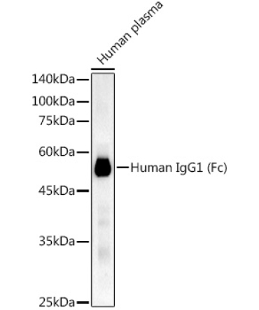 Human IgG1 (Fc) Rabbit Monoclonal Antibody