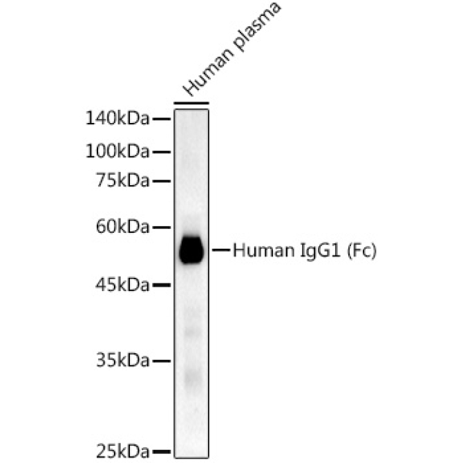 Human IgG1 (Fc) Rabbit Monoclonal Antibody