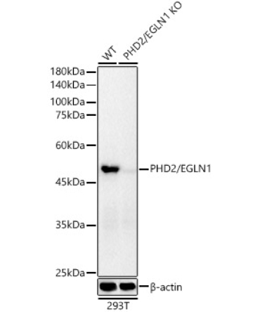 PHD2/EGLN1 Rabbit Monoclonal Antibody [KO Validated]