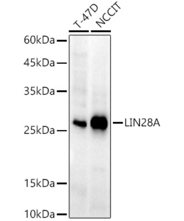 LIN28A Rabbit Monoclonal Antibody