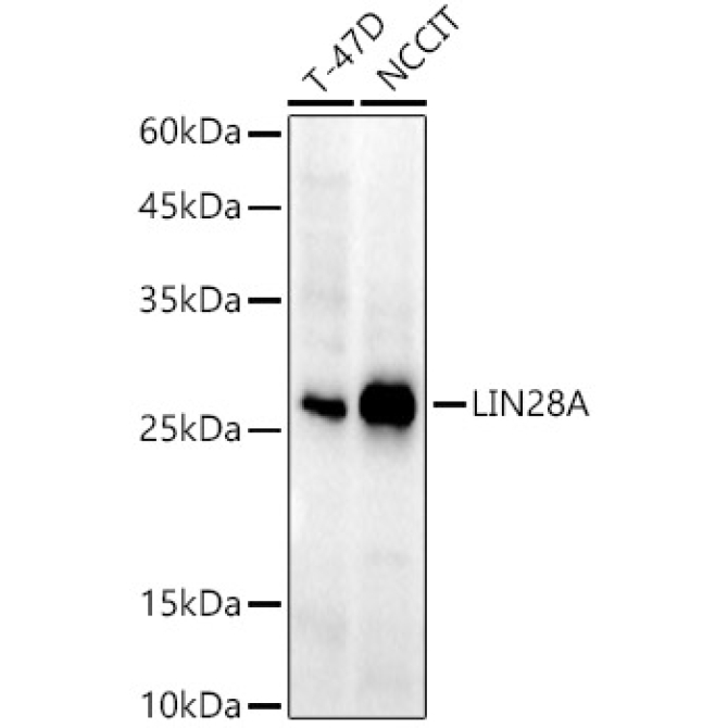 LIN28A Rabbit Monoclonal Antibody