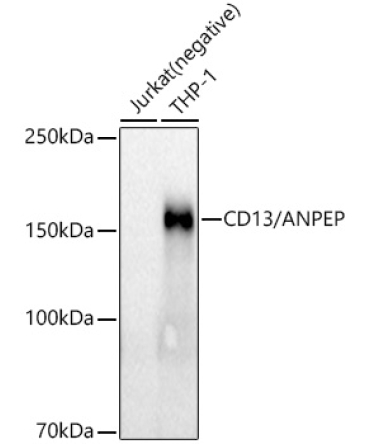 CD13/ANPEP Rabbit Monoclonal Antibody