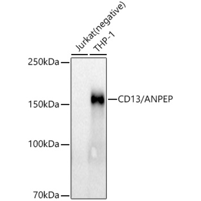 CD13/ANPEP Rabbit Monoclonal Antibody