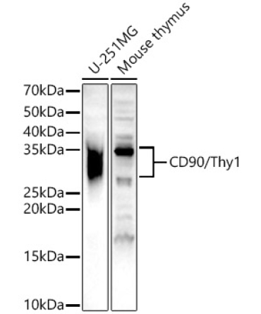CD90/Thy1 Rabbit Polyclonal Antibody