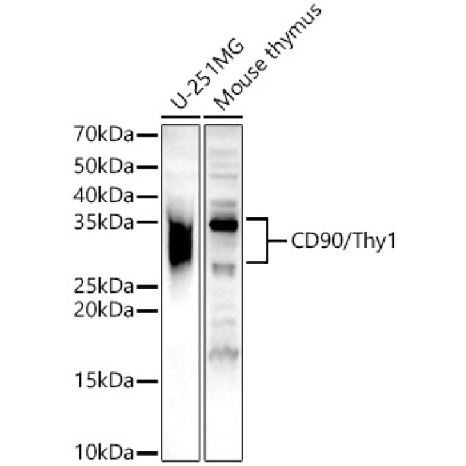 CD90/Thy1 Rabbit Polyclonal Antibody
