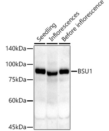 BSU1 Rabbit Polyclonal Antibody