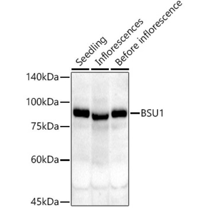 BSU1 Rabbit Polyclonal Antibody