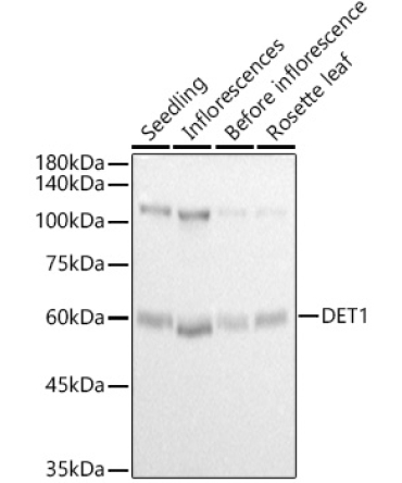 DET1 Rabbit Polyclonal Antibody
