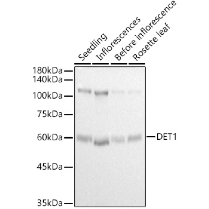 DET1 Rabbit Polyclonal Antibody