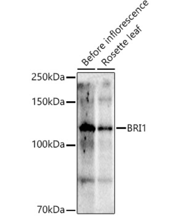 BRI1 Rabbit Polyclonal Antibody