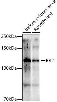 BRI1 Rabbit Polyclonal Antibody