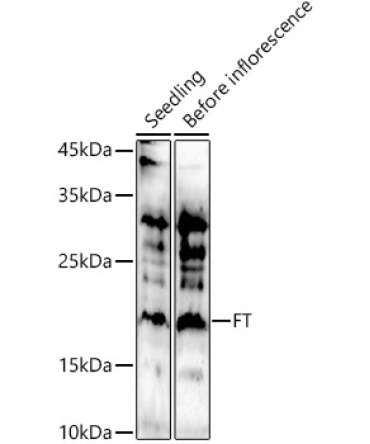 FT Rabbit Polyclonal Antibody