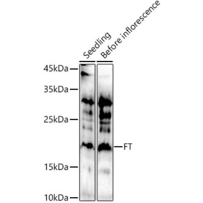 FT Rabbit Polyclonal Antibody