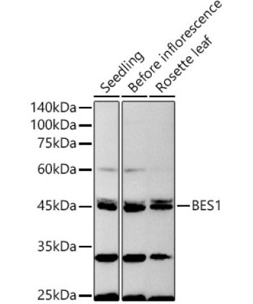 BES1 Rabbit Polyclonal Antibody