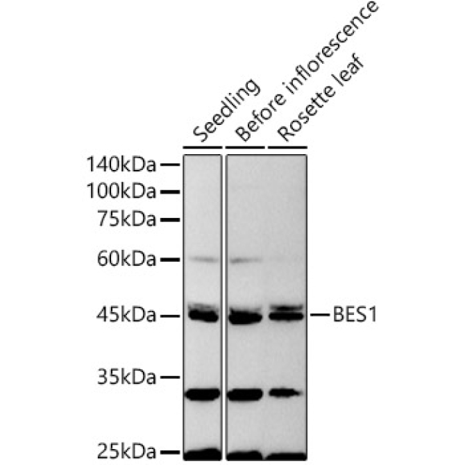 BES1 Rabbit Polyclonal Antibody