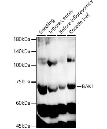 BAK1 Rabbit Polyclonal Antibody