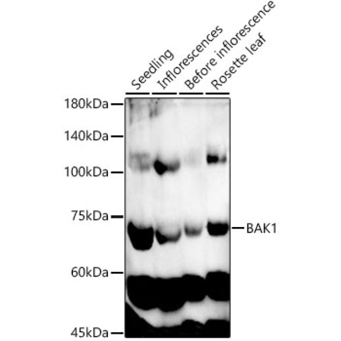 BAK1 Rabbit Polyclonal Antibody
