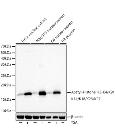 Acetyl-Histone H3-K4/K9/K14/K18/K23/K27 Rabbit Polyclonal Antibody