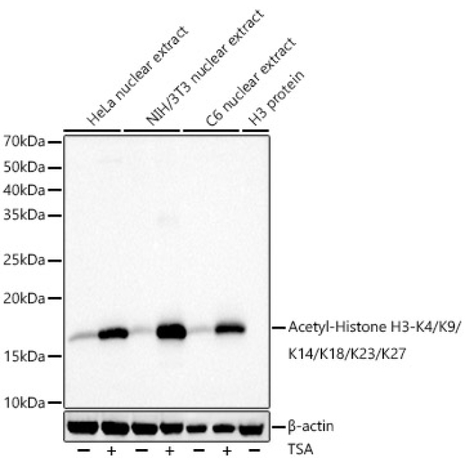 Acetyl-Histone H3-K4/K9/K14/K18/K23/K27 Rabbit Polyclonal Antibody