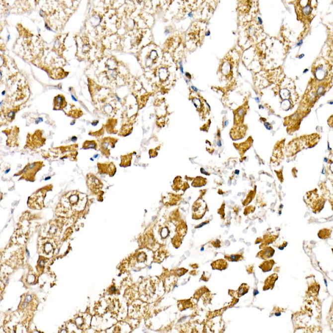 Caspase-1 Rabbit Polyclonal Antibody