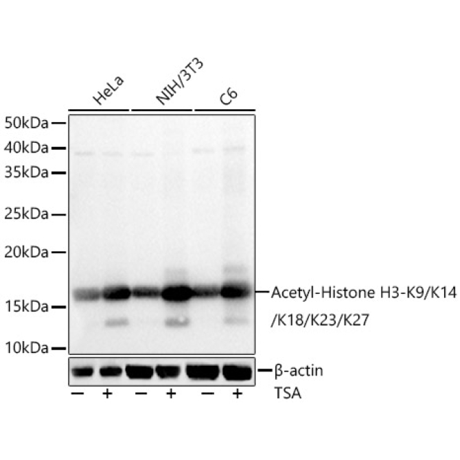 Acetyl-Histone H3-K9/K14/K18/K23/K27 Rabbit Polyclonal Antibody