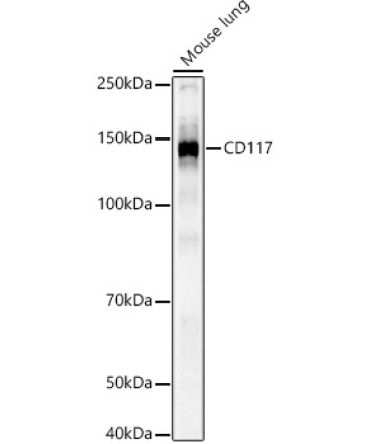 CD117 Rabbit Polyclonal Antibody