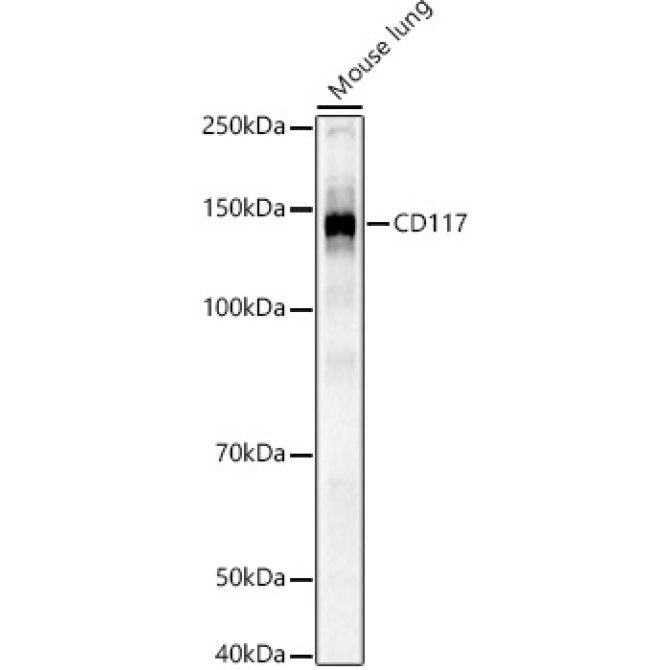 CD117 Rabbit Polyclonal Antibody