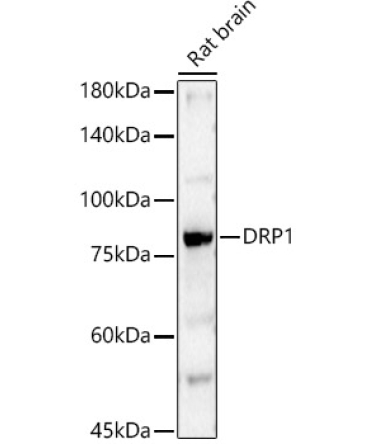 DRP1 Rabbit Polyclonal Antibody