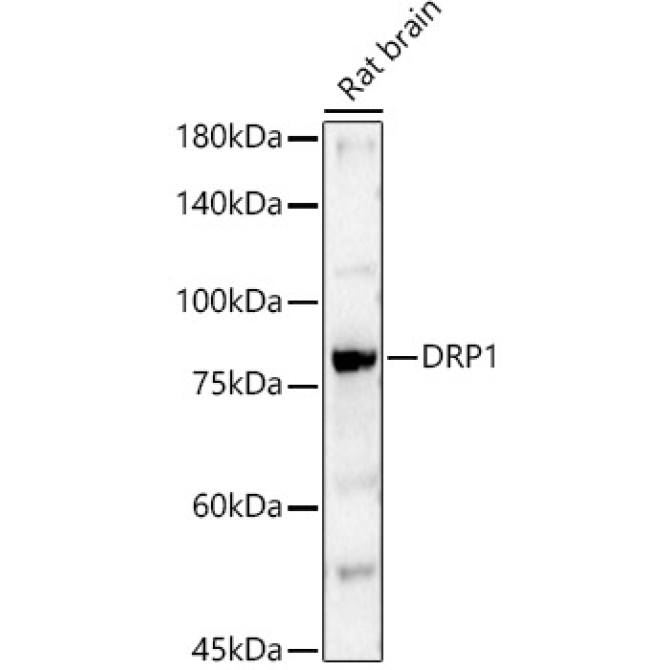 DRP1 Rabbit Polyclonal Antibody