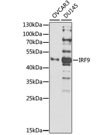 IRF9 Rabbit Polyclonal Antibody [KO Validated]