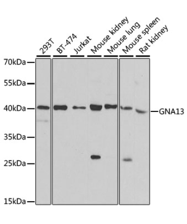 GNA13 Rabbit Polyclonal Antibody