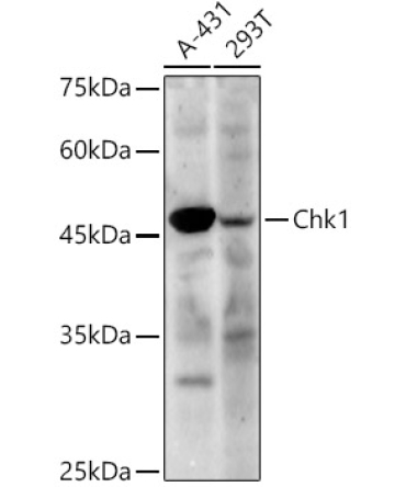 Chk1 Rabbit Polyclonal Antibody