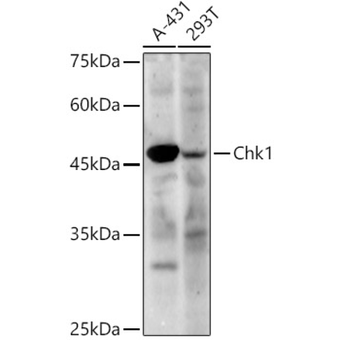 Chk1 Rabbit Polyclonal Antibody