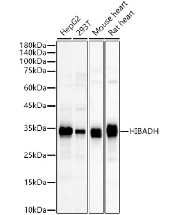 HIBADH Rabbit Polyclonal Antibody