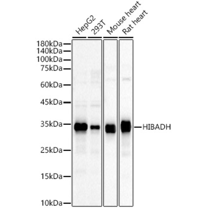 HIBADH Rabbit Polyclonal Antibody