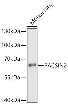 PACSIN2 Rabbit Polyclonal Antibody