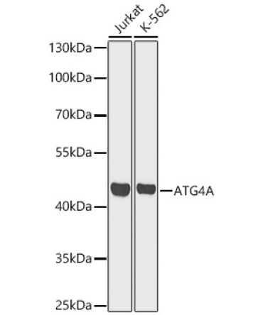 ATG4A Rabbit Polyclonal Antibody [KO Validated]