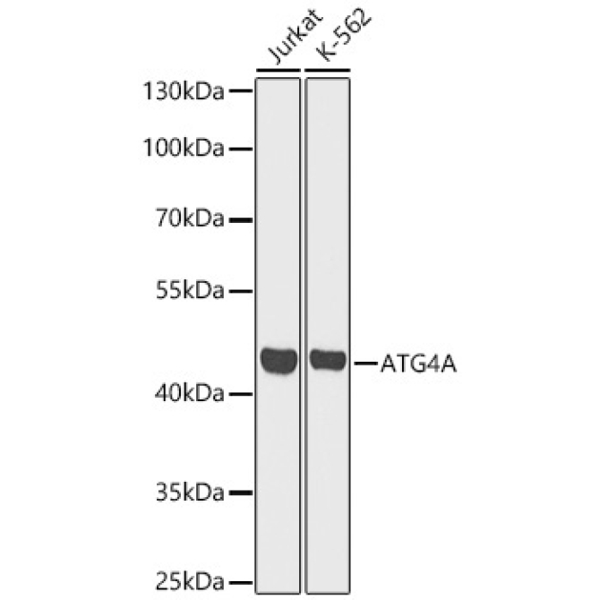 ATG4A Rabbit Polyclonal Antibody [KO Validated]