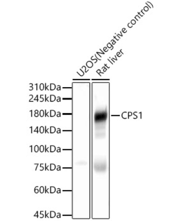 CPS1 Rabbit Polyclonal Antibody