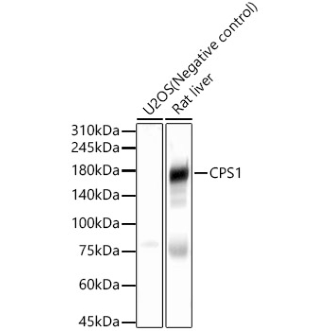 CPS1 Rabbit Polyclonal Antibody