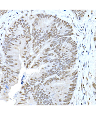 CREB1 Rabbit Polyclonal Antibody